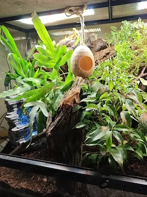 3D-DRUCK Terrarium  Terraristik Zubehör  Bild 4