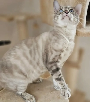 Wurfankündigung bengalkitten snow und mink 