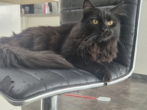 2 Kater suchen gemeinsam 