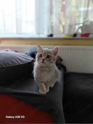 BKH Kitten mix männchen