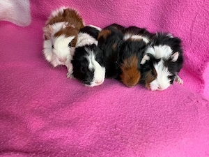 Meerschweichen Babys abzugeben