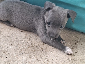 Chihuahua - Dackel Welpen