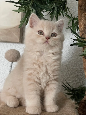 BLH Kater mit stammbaum reinrassig 