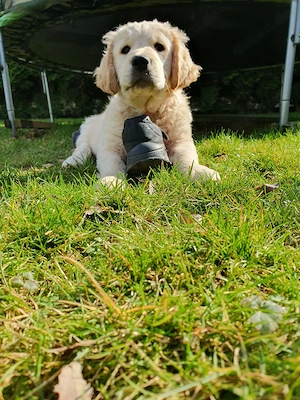 Goldis suchen ihr zuhause