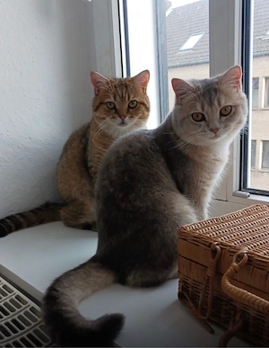 Zwei liebevolle Katzen (Kater & Katze, 2 Jahre alt) abzugeben   