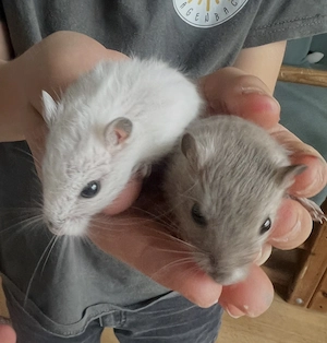 Handzahme Gerbils 6 Wochen