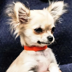 Suche kleine Hündin (Welpe)