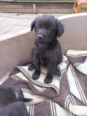 3 Rüden suchen ein Zuhause 