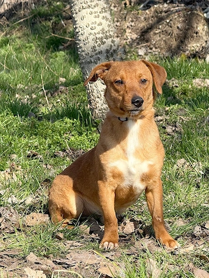 *RASHID* ist sehr lieb und freundlich und er geht gerne Gassi