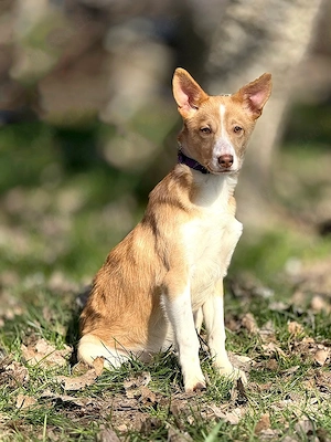 Welpe *RAMONA*- sucht eine unternehmungslustige Familie mit der sie die Welt erforschen möchte. 