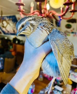 Wunderschöne junge Wachtelhähne abzugeben