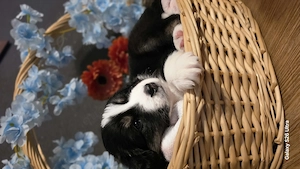 Australian Shepherd Welpen