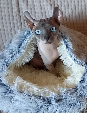 Sphynx-Elf Kater, sucht liebevolles Zuhause 