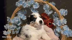 Australian Shepherd Welpen