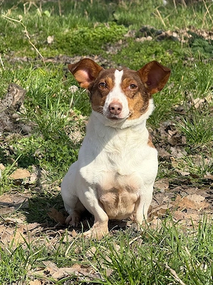 *RAISHA* hat keine Kontaktprobleme. Sie versteht sich auf Anhieb mit Menschen und mit Artgenossen.