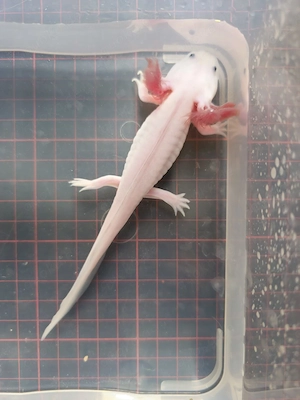     Axolotl Weißling Weibchen  Bild 2