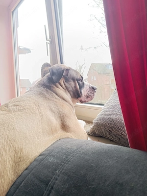 Treuer Wirbelwind sucht treues Zuhause 