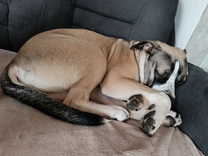 Treuer Wirbelwind sucht treues Zuhause