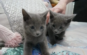 Wunderschöne GCCF-Russisch-Blau-Kätzchen