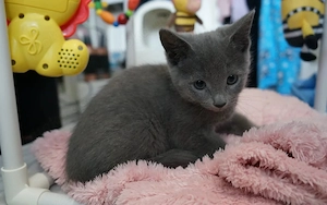 Wunderschöne GCCF-Russisch-Blau-Kätzchen