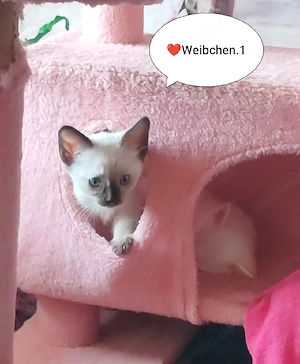 Sphynx Brush Mädchen 