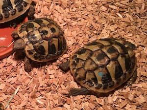 Griechische Landschildkröten (THB) NZ 2023