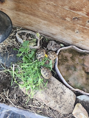 Junge griechische Landschildkröten geb. 2025