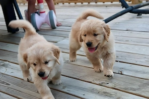 Entwurmte männliche und weibliche Golden-Retriever-Welpen