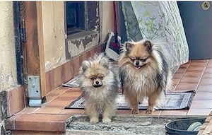 pomeranian zwergspitz welpen