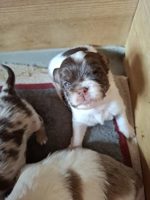 Niedliche Chihuahua Mix Welpen 