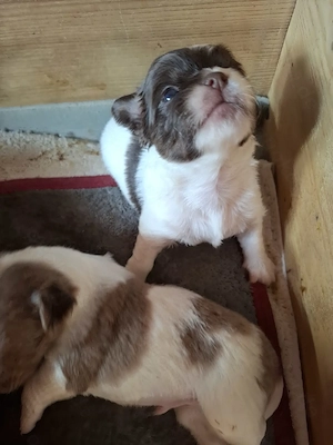 Niedliche Chihuahua Mix Welpen 