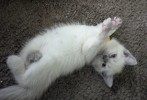 Bezaubernde Siam Blutpoint Heiligen Birma Kitten Bild 8