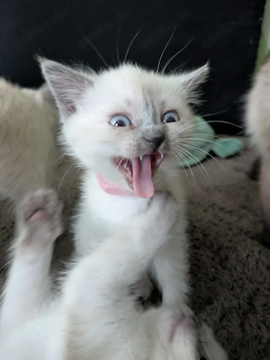 Bezaubernde Siam Blutpoint Heiligen Birma Kitten Bild 9