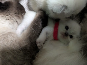 Bezaubernde Siam Blutpoint Heiligen Birma Kitten Bild 5