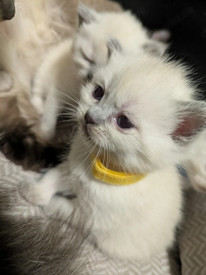 Bezaubernde Siam Blutpoint Heiligen Birma Kitten Bild 3