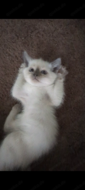 Bezaubernde Siam Blutpoint Heiligen Birma Kitten Bild 10