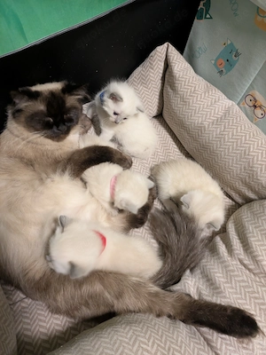 Bezaubernde Siam Blutpoint Heiligen Birma Kitten Bild 2