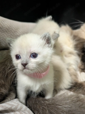 Bezaubernde Siam Blutpoint Heiligen Birma Kitten Bild 4