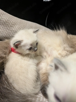 Bezaubernde Siam Blutpoint Heiligen Birma Kitten Bild 7