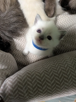 Bezaubernde Siam Blutpoint Heiligen Birma Kitten Bild 6