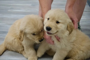 Energiegeladener Golden-Retriever-Welpen (männlich und weiblich)Energetic Golden Retriever puppies (