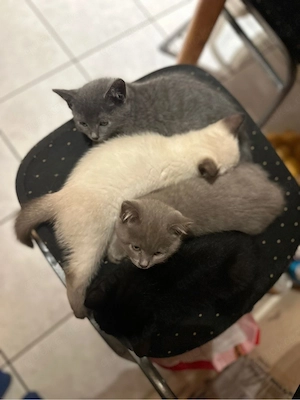 wunderschöne siam bkh kitten