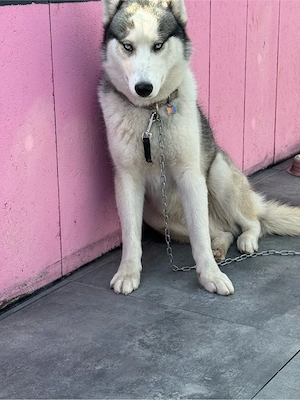 Husky aus Gesundheitlischen Gründen ab zu geben