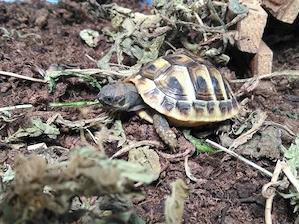 Griechische Landschildkröte NZ 2025 THB Testudo hermanni boettgeri Bild 8