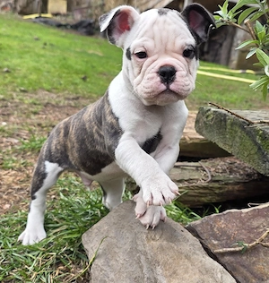 Die letzten 3 dürfen ab sofort ausziehen New English Bulldog 
