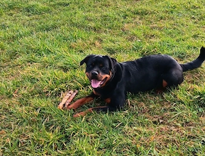 Liebes Rottweiler Mädchen wegen pflegefall abzugeben 