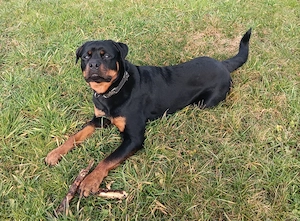 Rottweiler Dame sucht wegen pflegefall ein neues Zuhause 