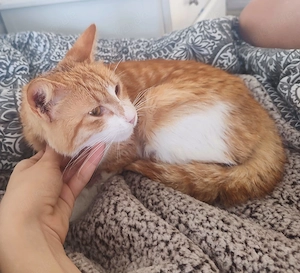 Kätzchen aus dem Tierschutz Bild 8