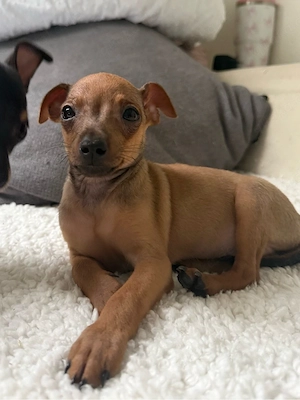 zwergpinscher rüde