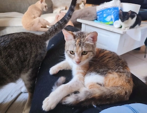 Kätzchen aus dem Tierschutz Bild 4